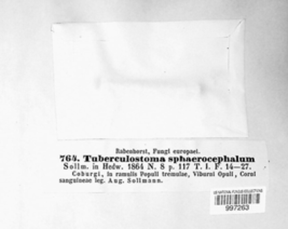 Tuberculostoma sphaerocephalum image